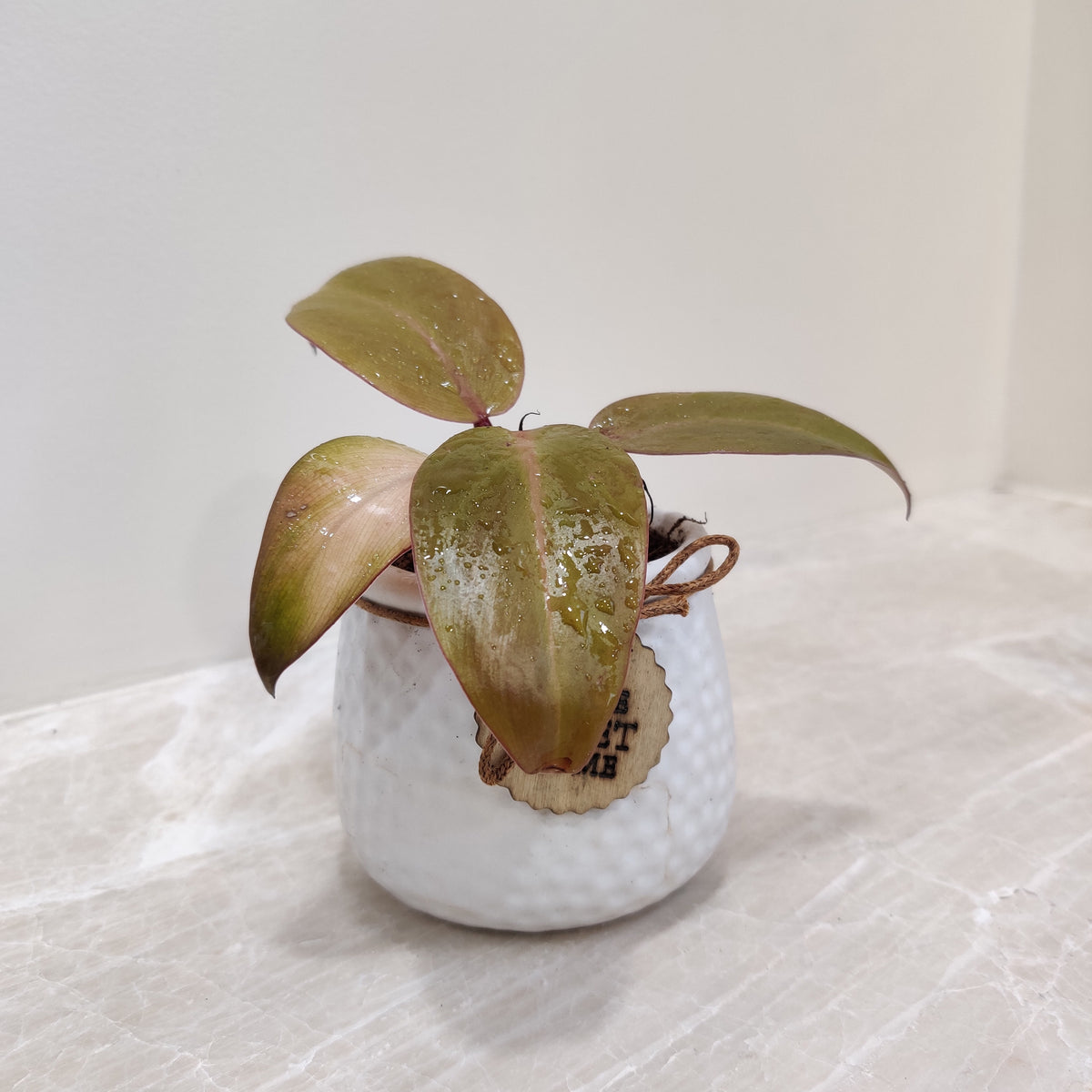 philodendron sunshine Buy Philodendron Sunshine Plant