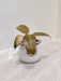 Philodendron Sunshine plant in white ceramic for office