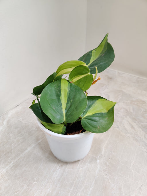 Compact Philodendron Brasil in White Pot
