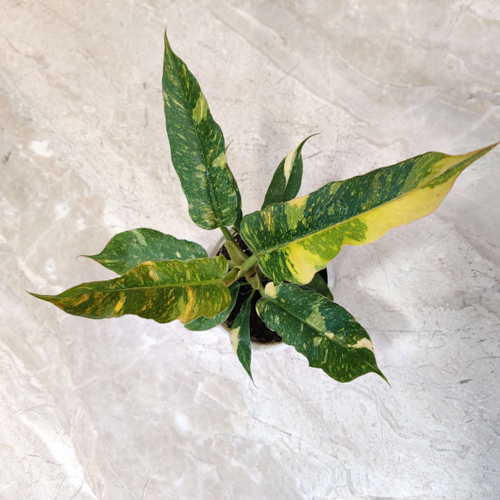 Philodendron Narrow Variegated 10 cm pot