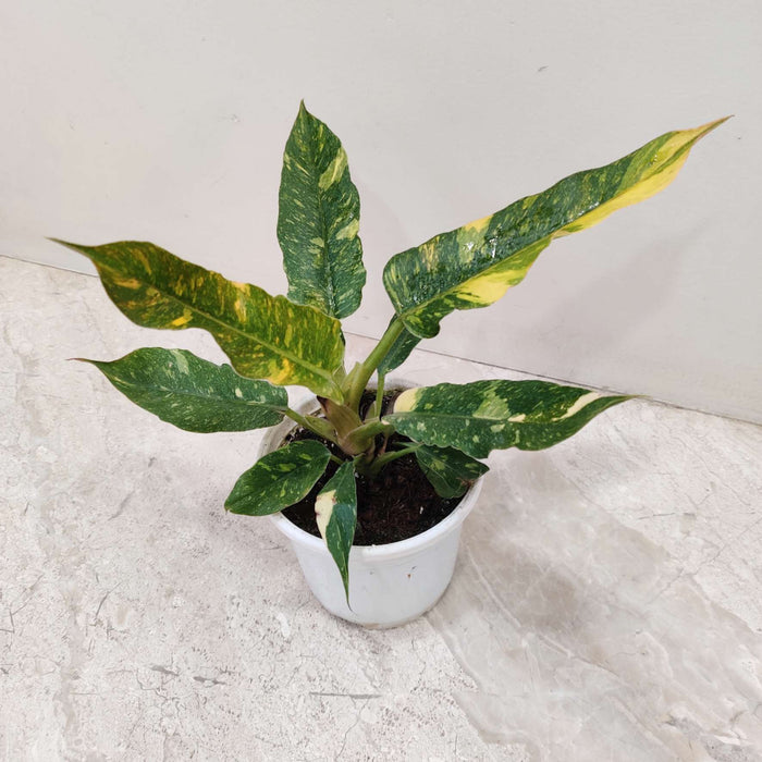 Philodendron Narrow Variegated 10 cm pot