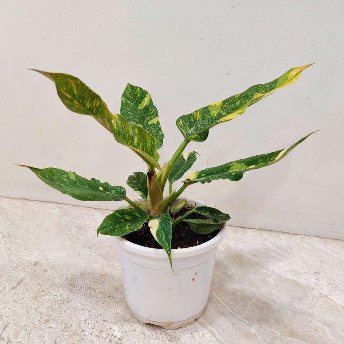 Philodendron Narrow Variegated 10 cm pot