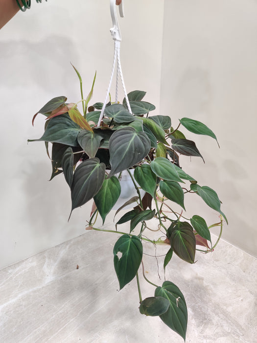 Exquisite Philodendron Oxycardium Micans in a hanging pot, enhancing the elegance of any indoor space"