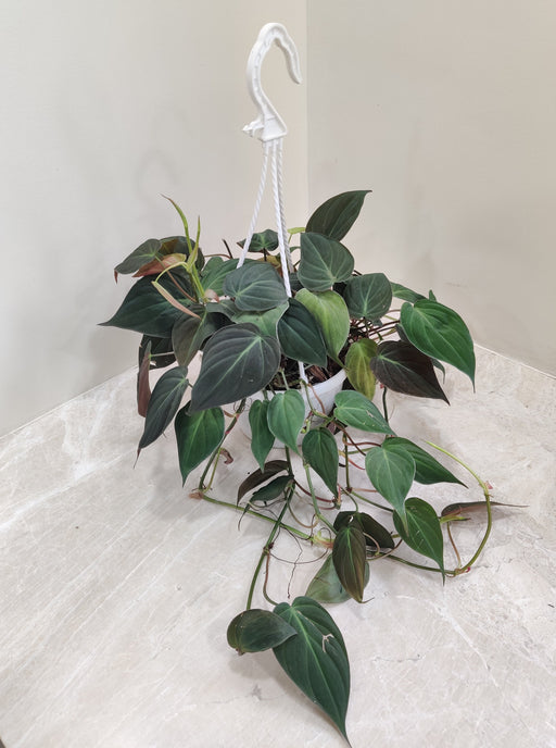 Philodendron Oxycardium Micans with Hanging Pot - Beautiful Velvety Foliage for Indoor Decor