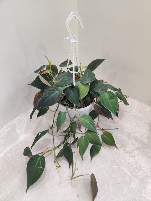 15 cm (approx 5") hanging pot showcasing the stunning Philodendron Oxycardium Micans