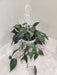 15 cm (approx 5") hanging pot showcasing the stunning Philodendron Oxycardium Micans