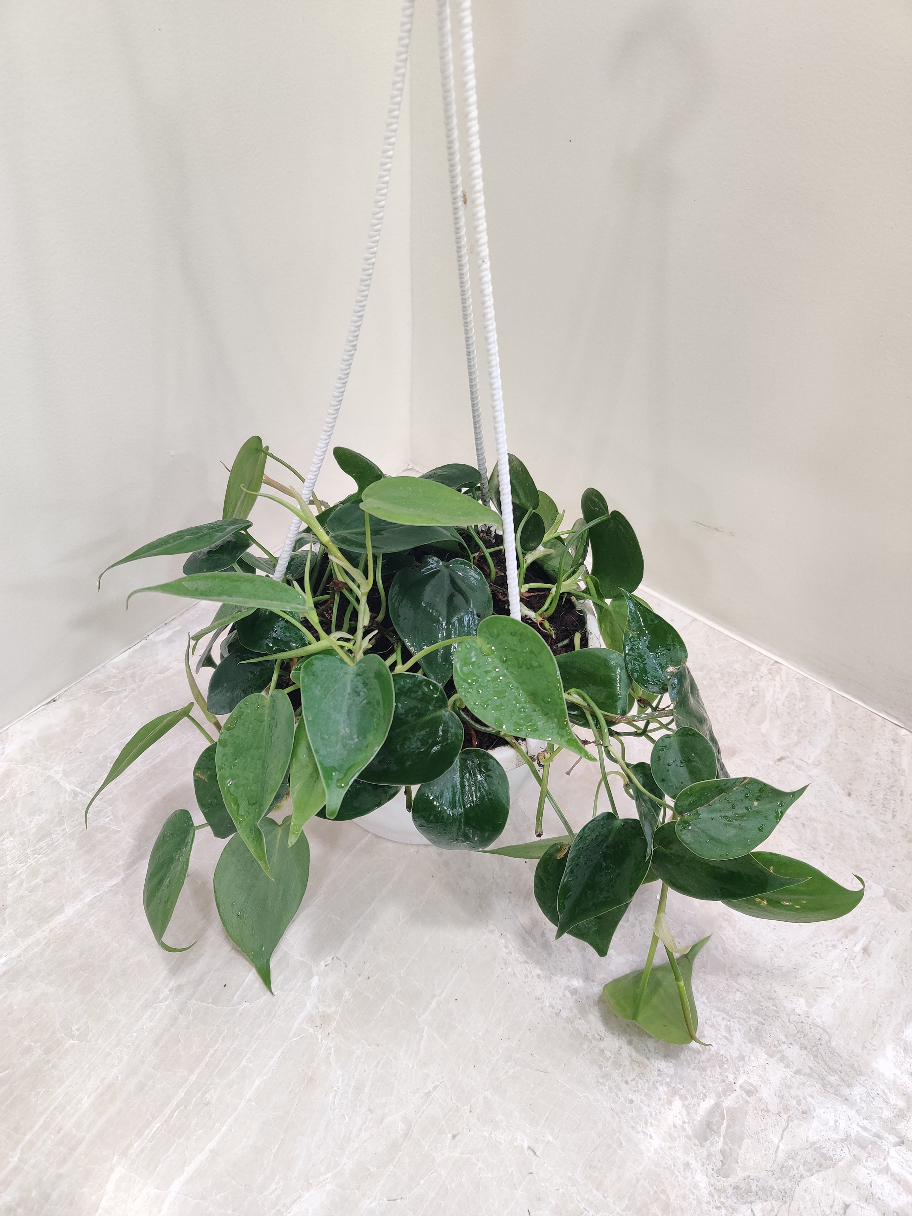 heartleaf philodendron hanging Philodendron Cordatum Green Hanging Basket Plant