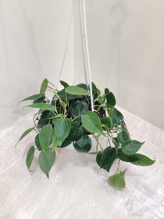 Eye-catching hanging display of Philodendron Oxycardium Scandens Green with lush green foliage