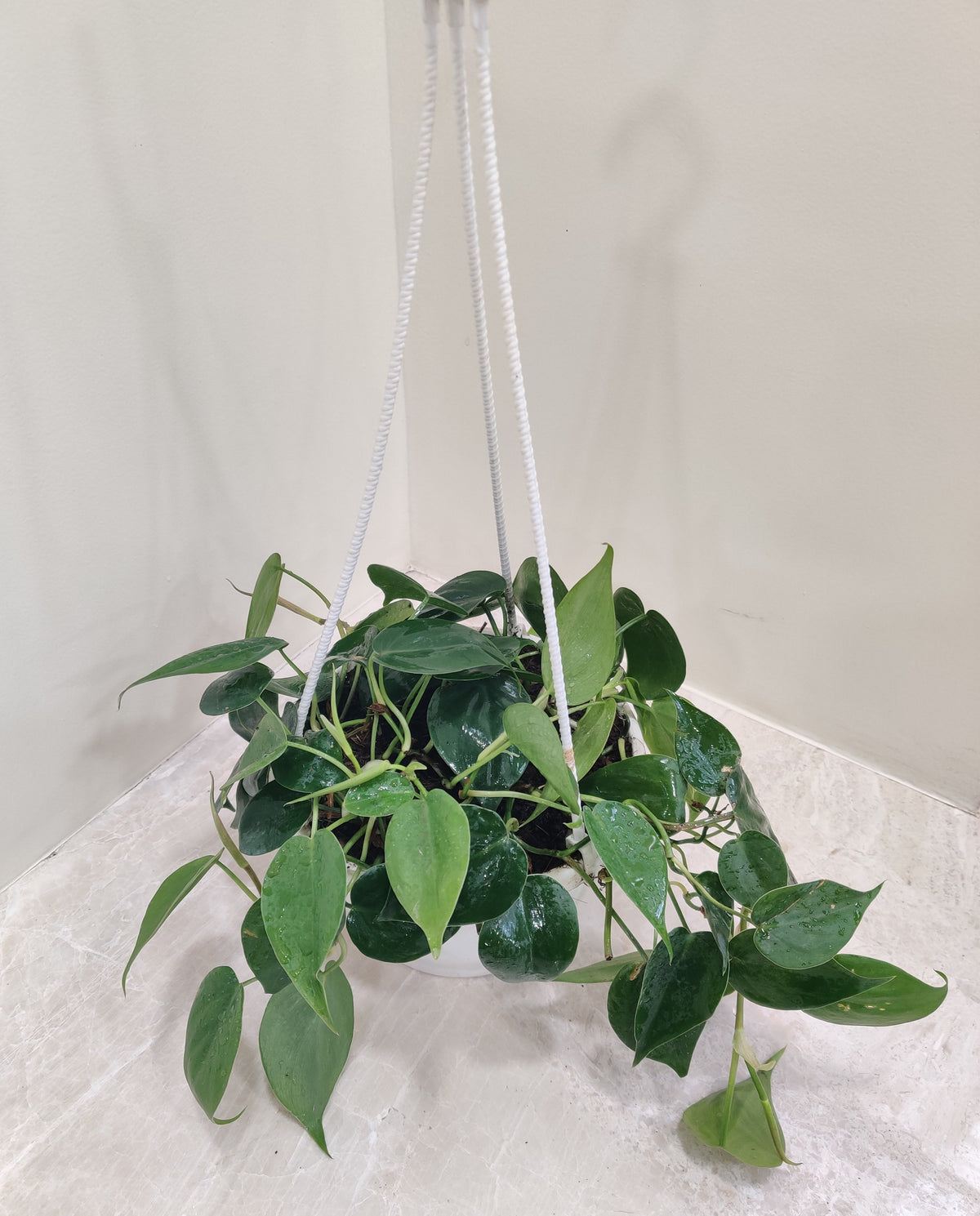 Philodendron Cordatum Green Hanging Basket Plant