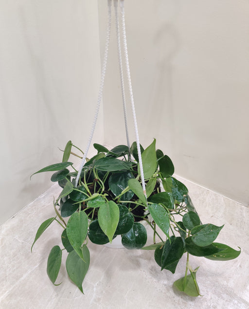 Philodendron Oxycardium Scandens Green Hanging Plant - Lush and Green Foliage