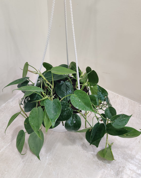 17 cm white hanging pot showcasing the stunning Philodendron Oxycardium Scandens Green