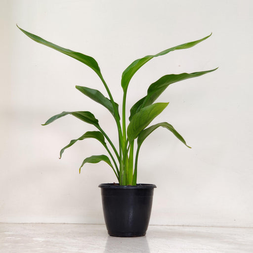 Philodendron 'Bird of Paradise Yellow' 12 cm pot