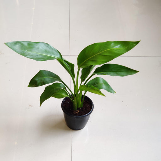 Philodendron 'Bird of Paradise Yellow' 12 cm pot