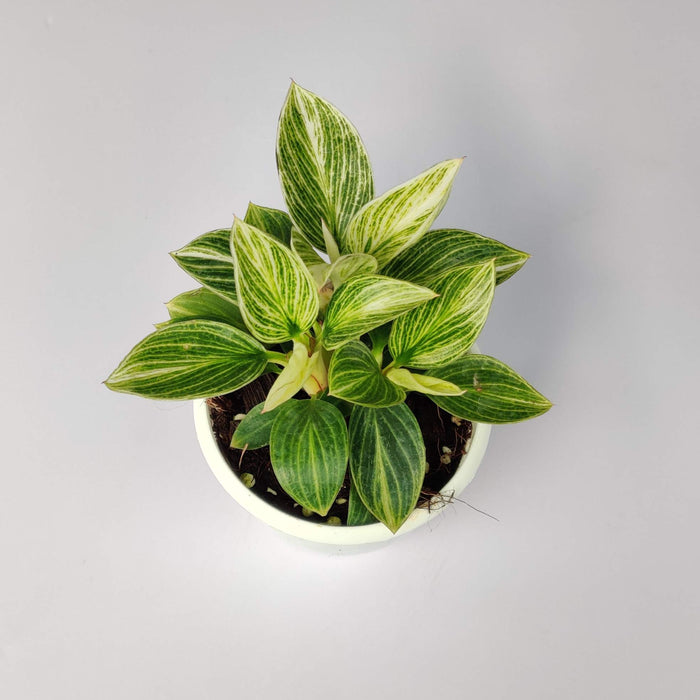 Philodendron Variegated Birkin Mini Plant In 8.5 Cm Pot