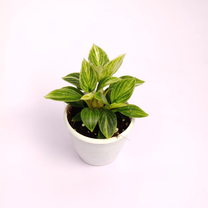 Philodendron Variegated Birkin Mini Plant In 8.5 Cm Pot