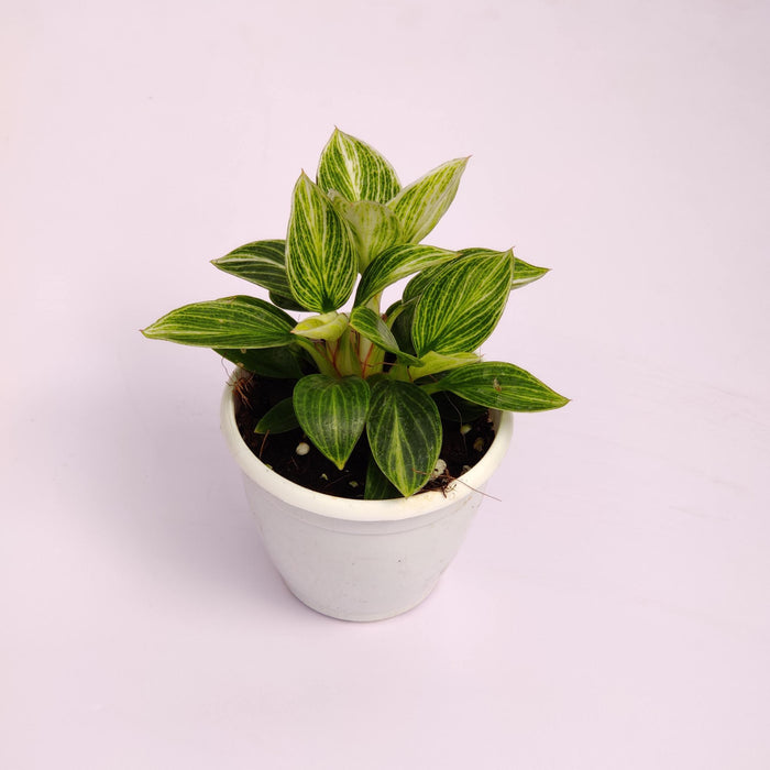 Philodendron Variegated Birkin Mini Plant In 8.5 Cm Pot