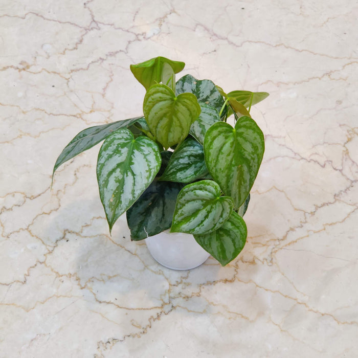 Silver leaf Philodendron Brandtianum indoor plant