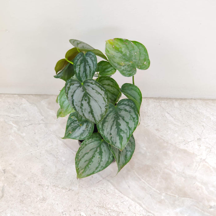 Philodendron Brandtianum Plant  8.5 Cm Pot