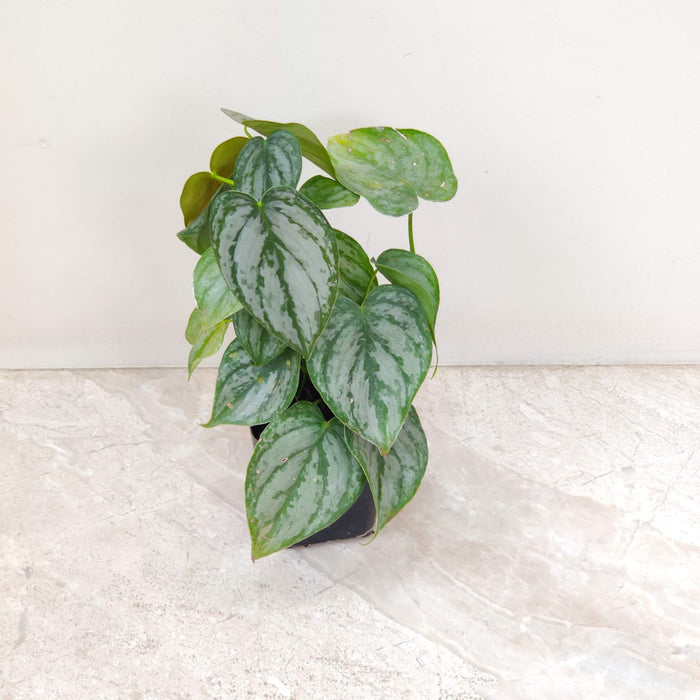 Philodendron Brandtianum Plant  8.5 Cm Pot