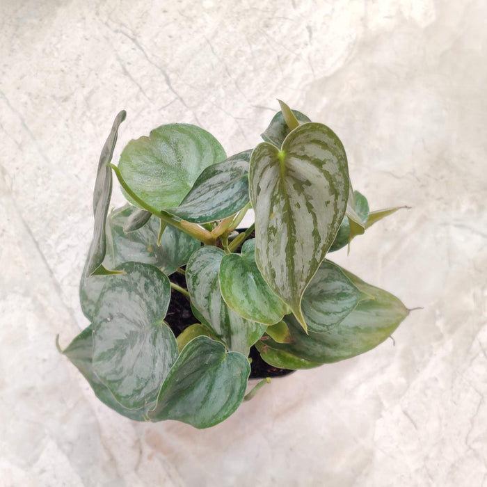 Philodendron Brandtianum Plant  8.5 Cm Pot