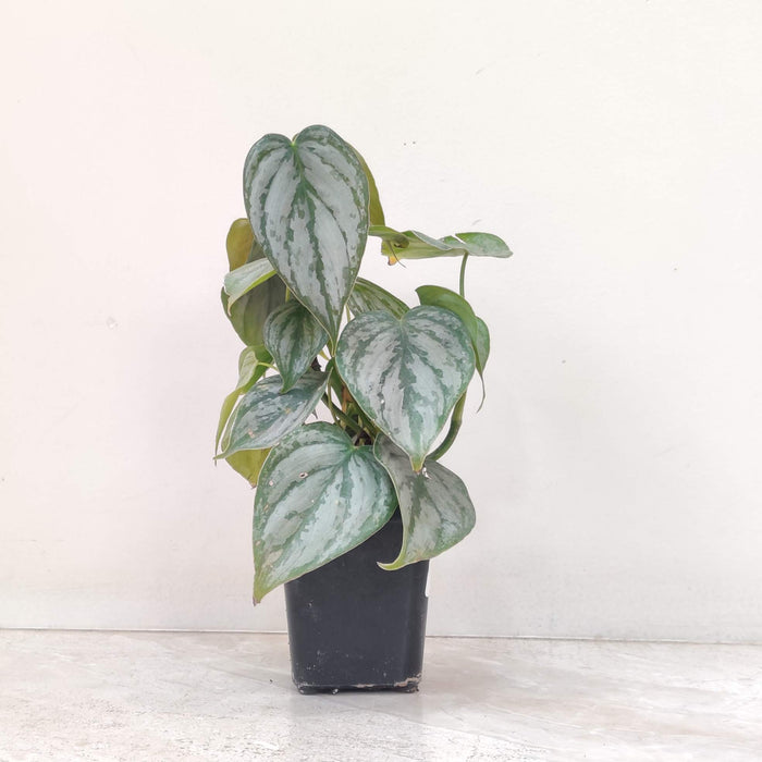Philodendron Brandtianum Plant  8.5 Cm Pot