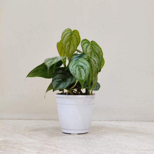 Philodendron Brandtianum plant in 10 cm pot