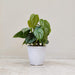 Philodendron Brandtianum plant in 10 cm pot