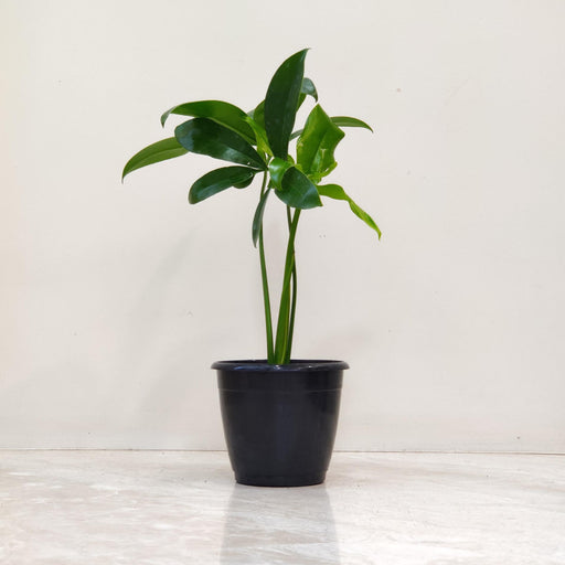 philodendron goeldii juvenile Philodendron Goeldii Plant In 12 cm pot – ChhajedGarden.com