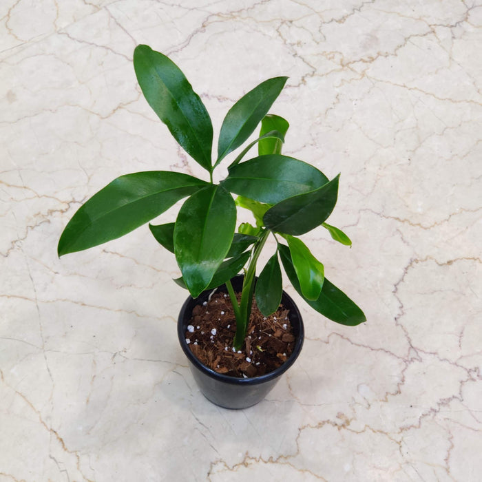 Philodendron Goeldii Plant In 12 cm pot