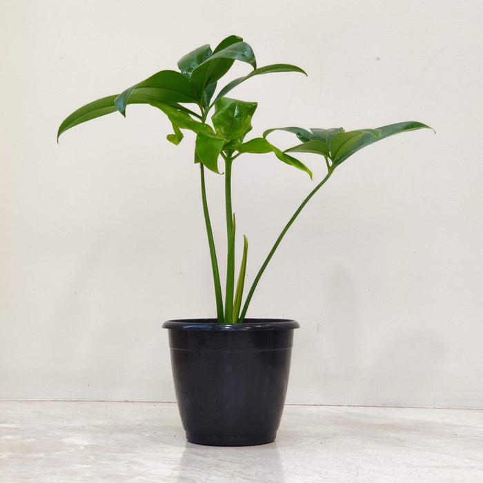 Philodendron Goeldii Plant In 12 cm pot