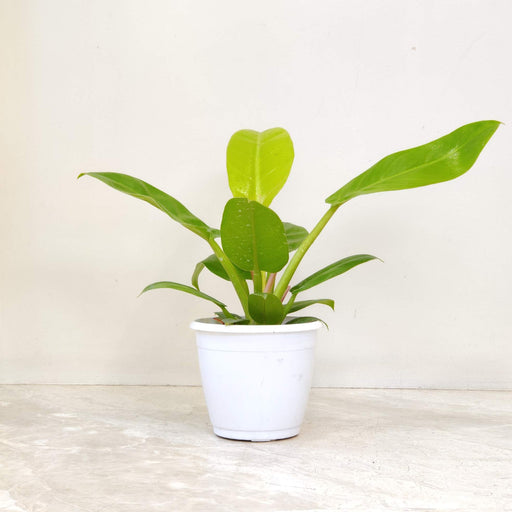 Philodendron 'Golden Melinonii' 12 cm pot
