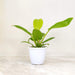 Philodendron 'Golden Melinonii' 12 cm pot
