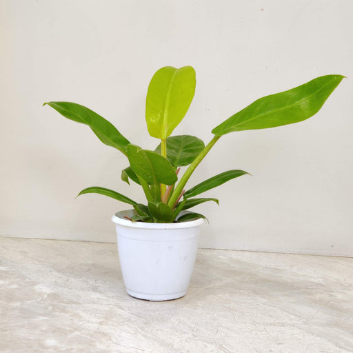 philodendron golden melinonii Philodendron Golden Melinonii Plant 12 cm pot – ChhajedGarden.com