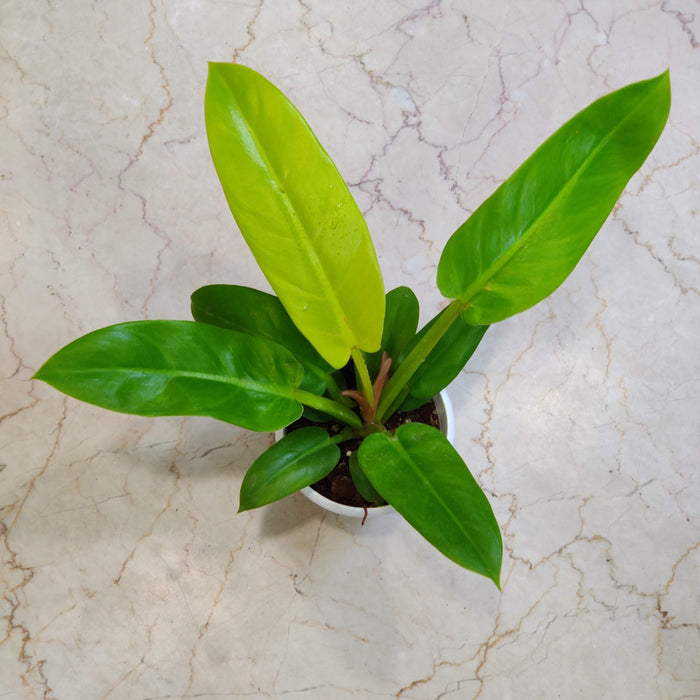 Philodendron 'Golden Melinonii' 12 cm pot
