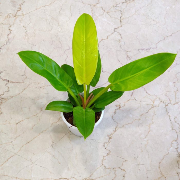 Philodendron 'Golden Melinonii' 12 cm pot
