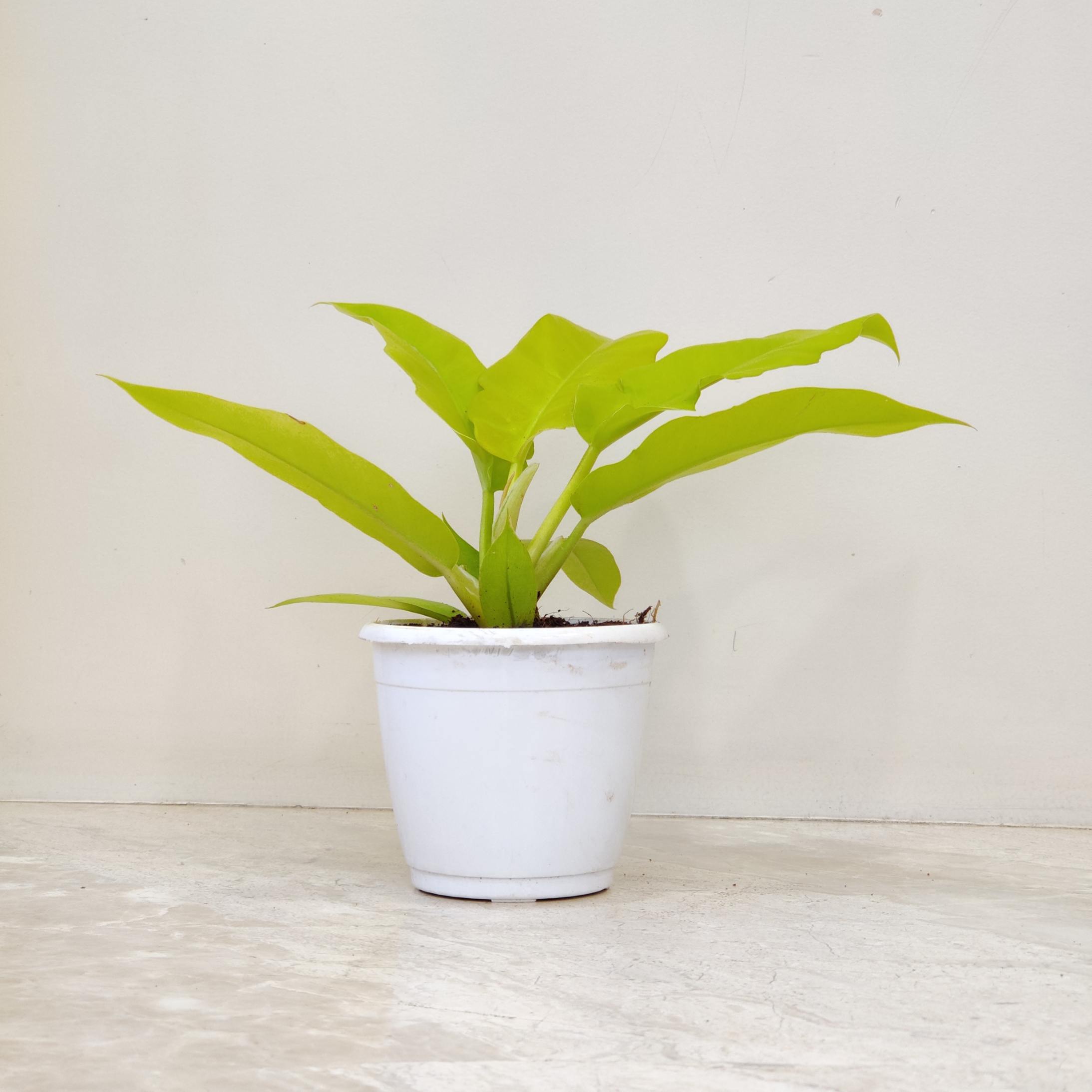 philodendron green saw Philodendron 'Golden Saw' 12 cm pot – ChhajedGarden.com