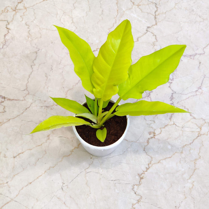 Philodendron 'Golden Saw' 12 cm pot