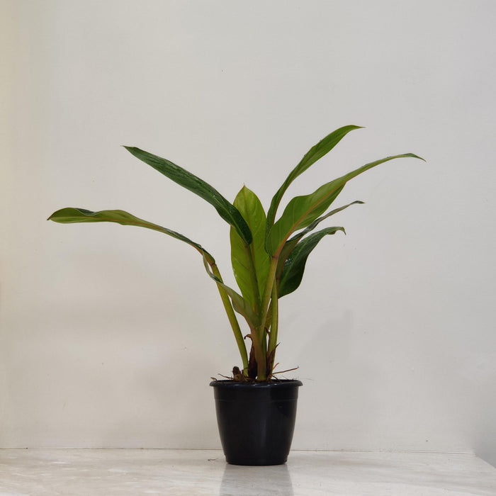 Philodendron Melinonii Gold 12 cm pot