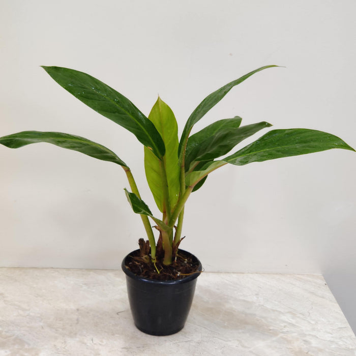 Philodendron Melinonii Gold 12 cm pot
