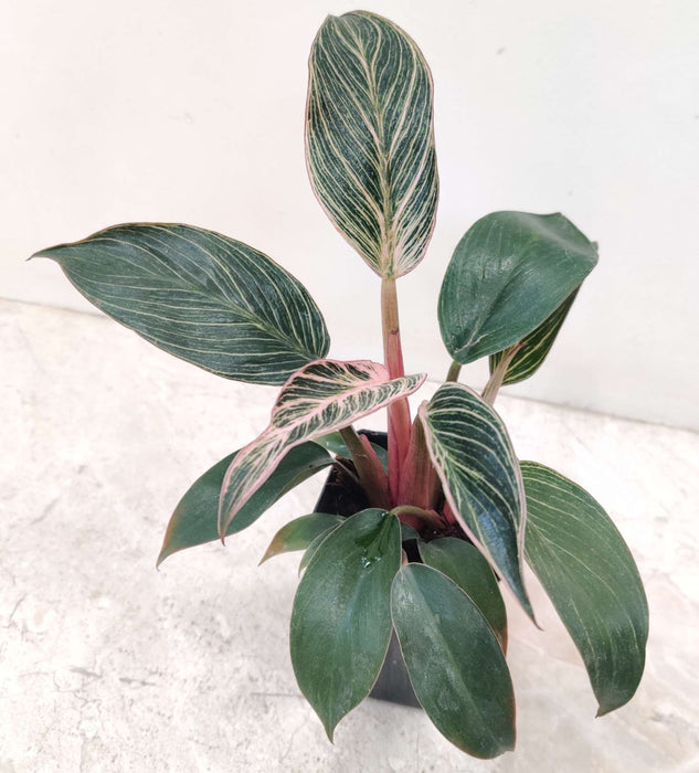 Philodendron Pink Bikin Plant In  8.5 cm pot