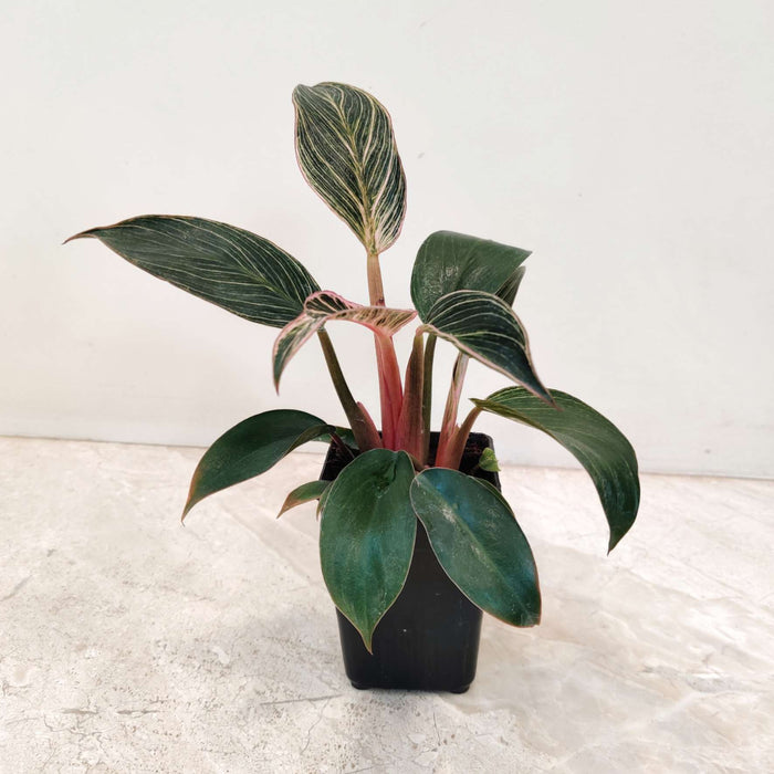 Philodendron Pink Bikin Plant In  8.5 cm pot