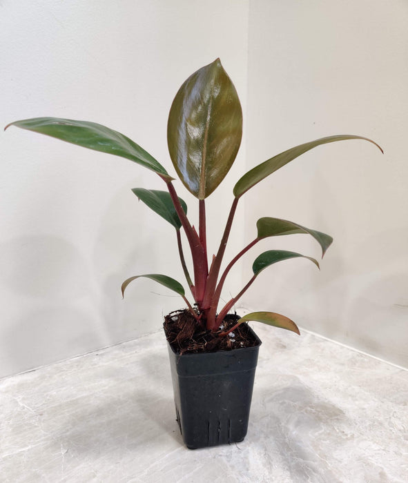 Philodendron Red Congo plant in 8.5 cm pot