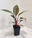Philodendron Red Congo plant in 8.5 cm pot