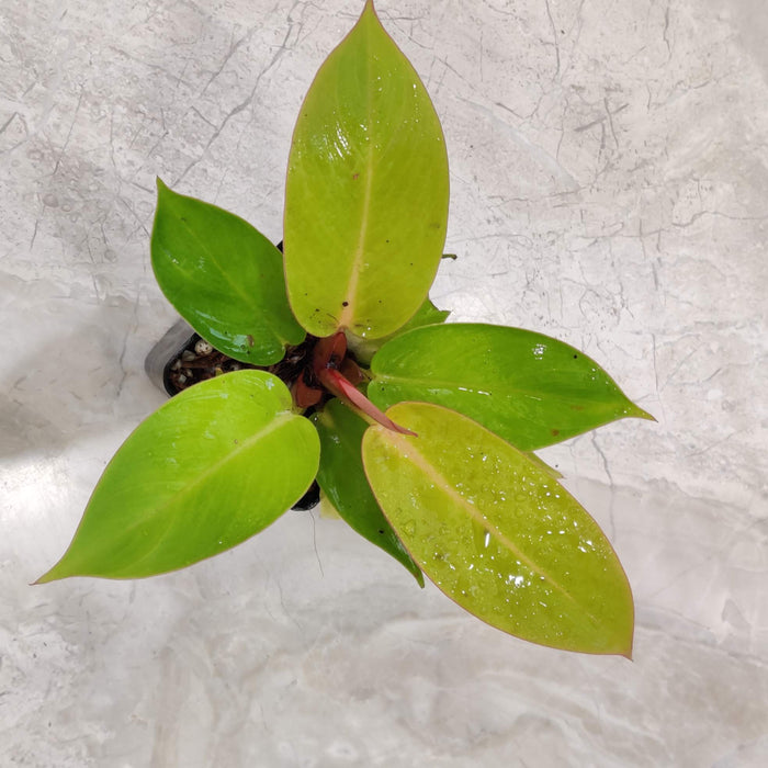 Philodendron Sunshine lime green indoor plant