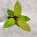 Philodendron Sunshine lime green indoor plant