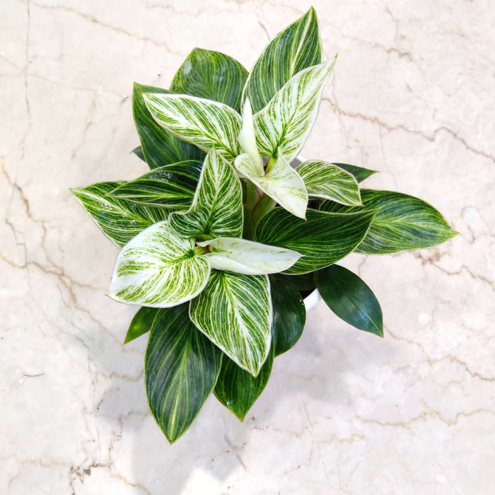 Philodendron Variegated 'Birkin' Mini 12 cm pot