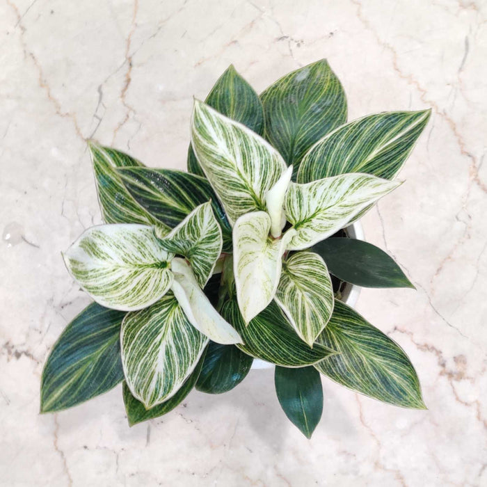 Philodendron Variegated 'Birkin' Mini 12 cm pot