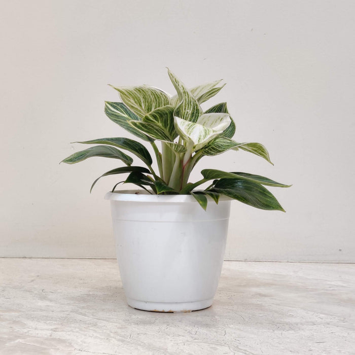 Philodendron Variegated 'Birkin' Mini 12 cm pot