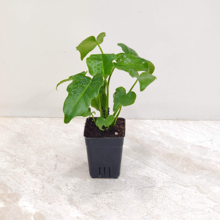 Philodendron Zanadu 8.5 cm pot
