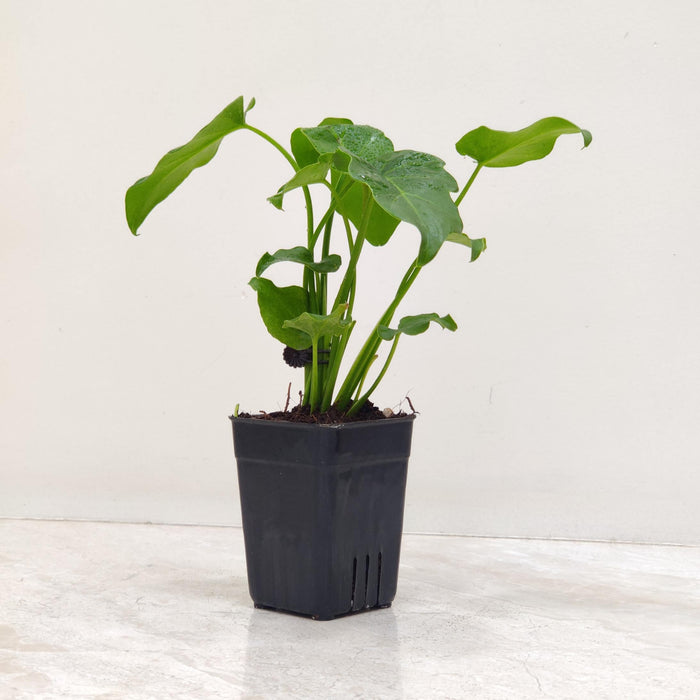 Philodendron Zanadu 8.5 cm pot
